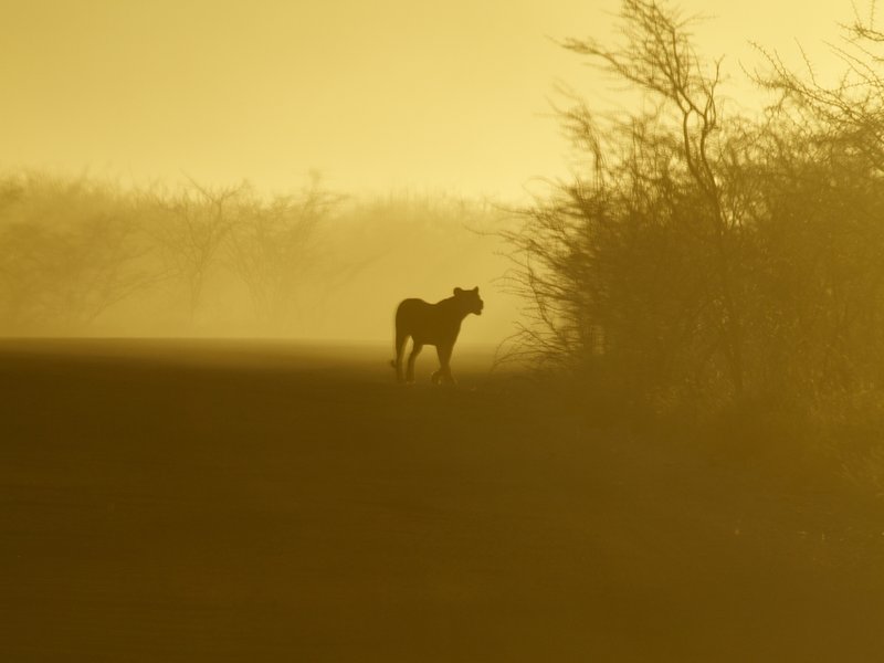 Etosha National Park, Lion